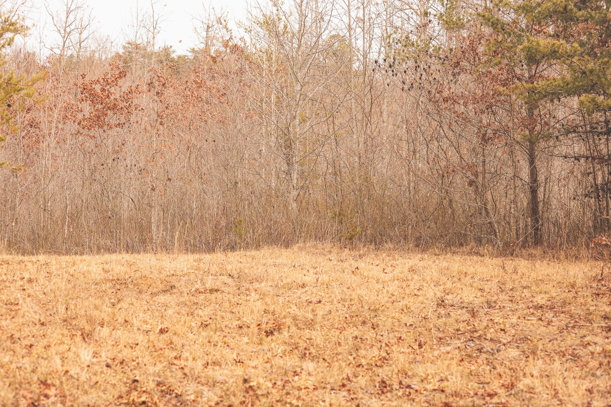 1555 Palmer Firetower Road Whitwell, TN 37397 - Photo 48 of 66