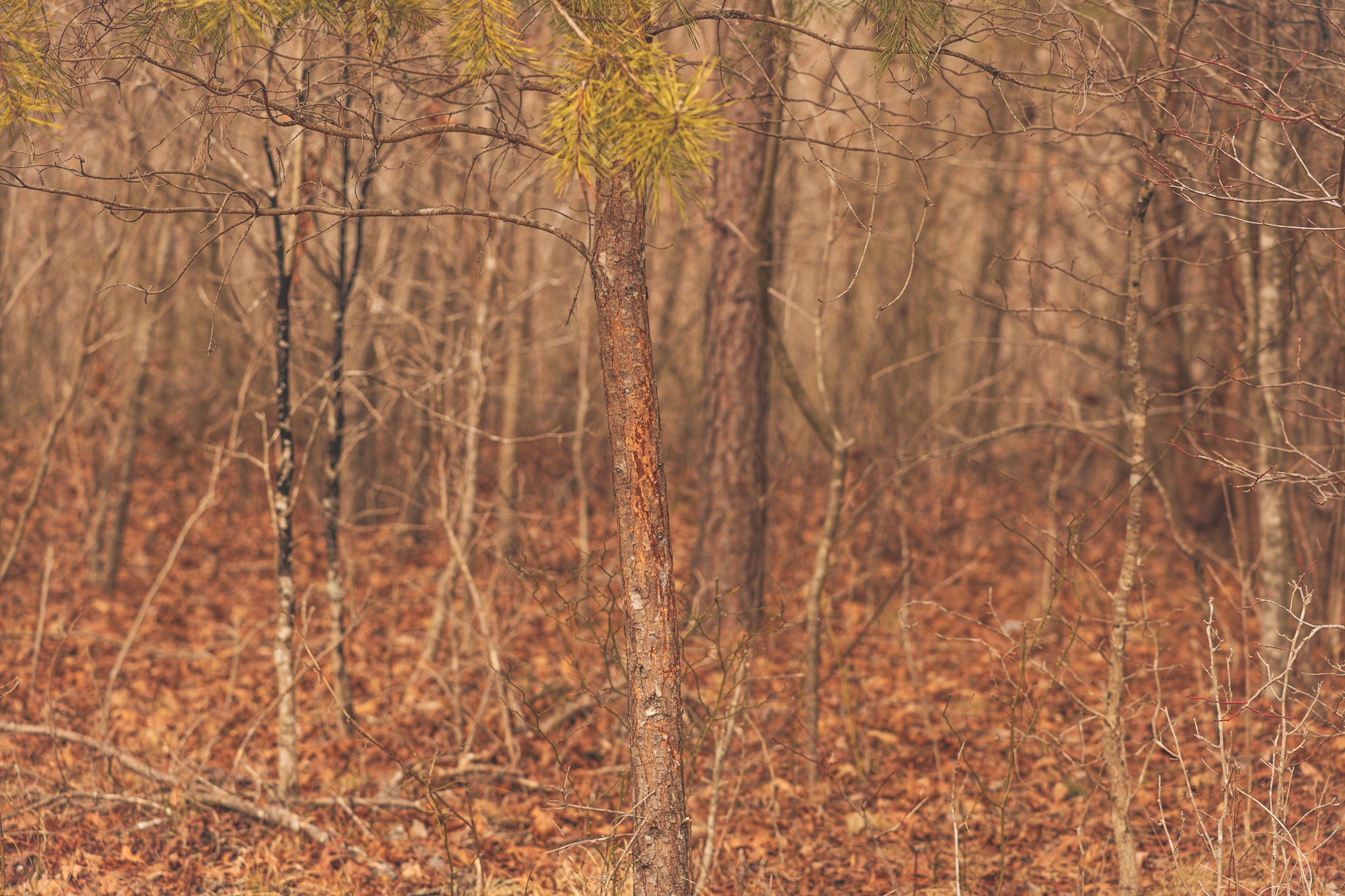 1555 Palmer Firetower Road Whitwell, TN 37397 - Photo 49 of 66