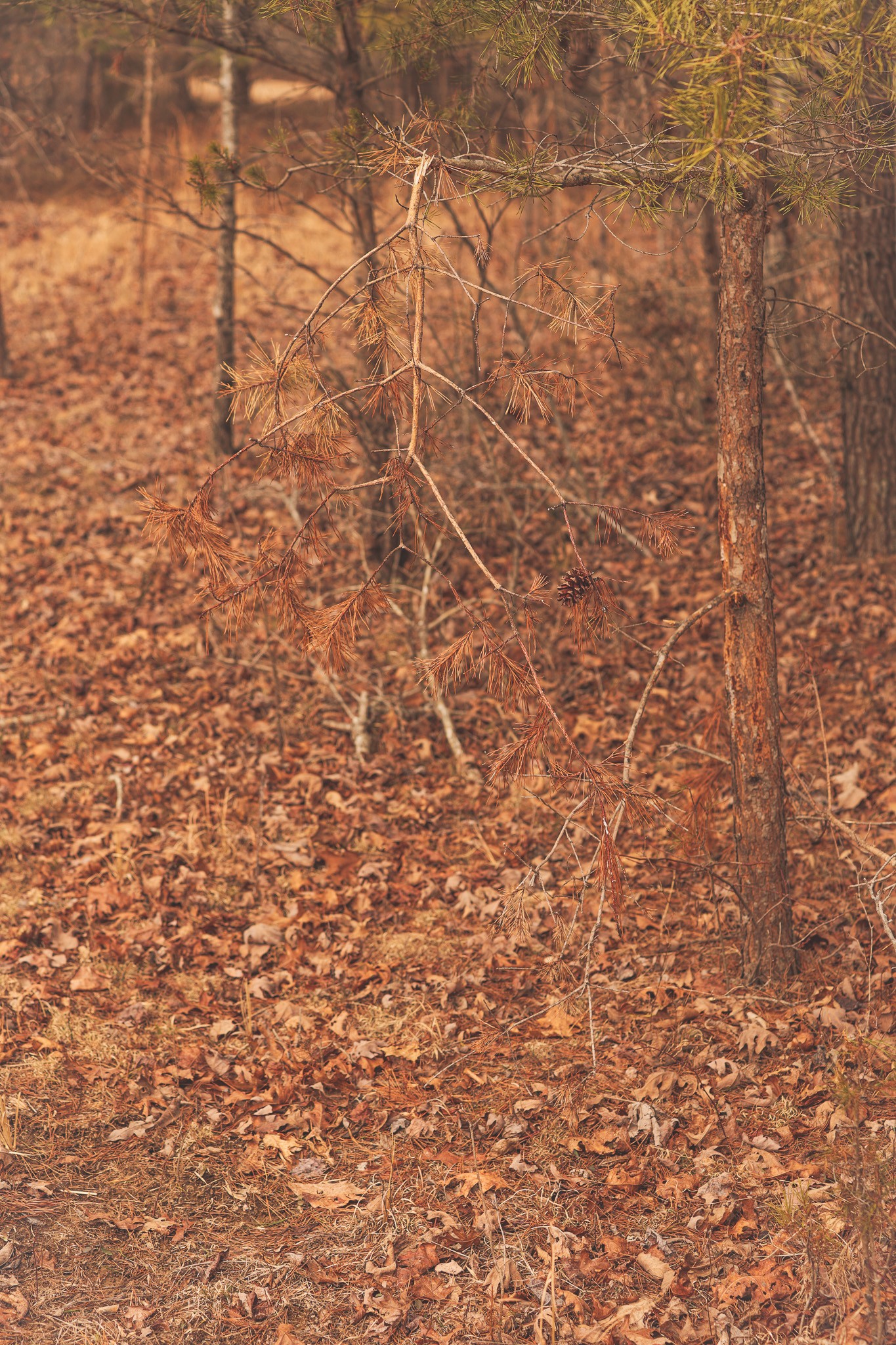 1555 Palmer Firetower Road Whitwell, TN 37397 - Photo 50 of 66