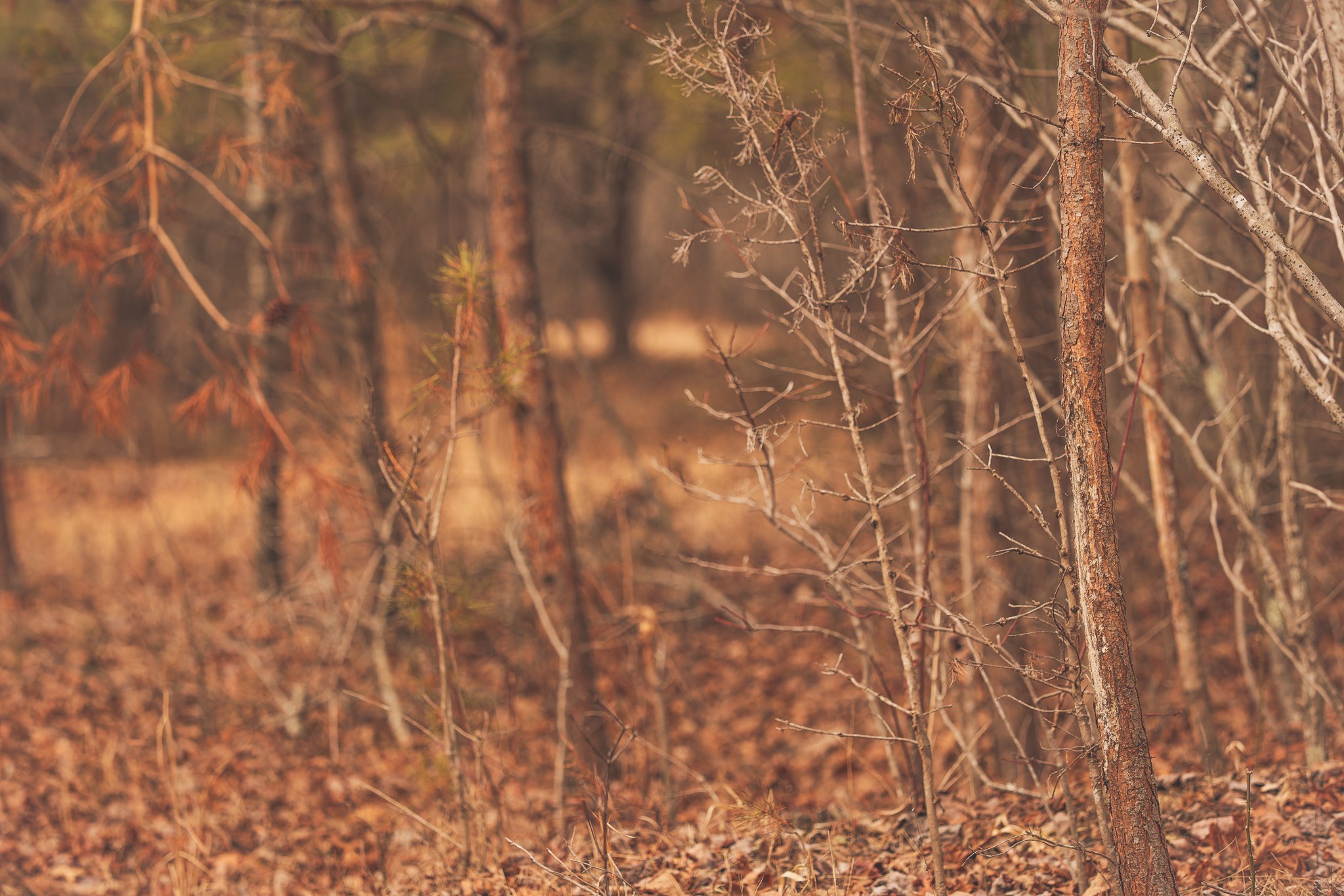 1555 Palmer Firetower Road Whitwell, TN 37397 - Photo 52 of 66