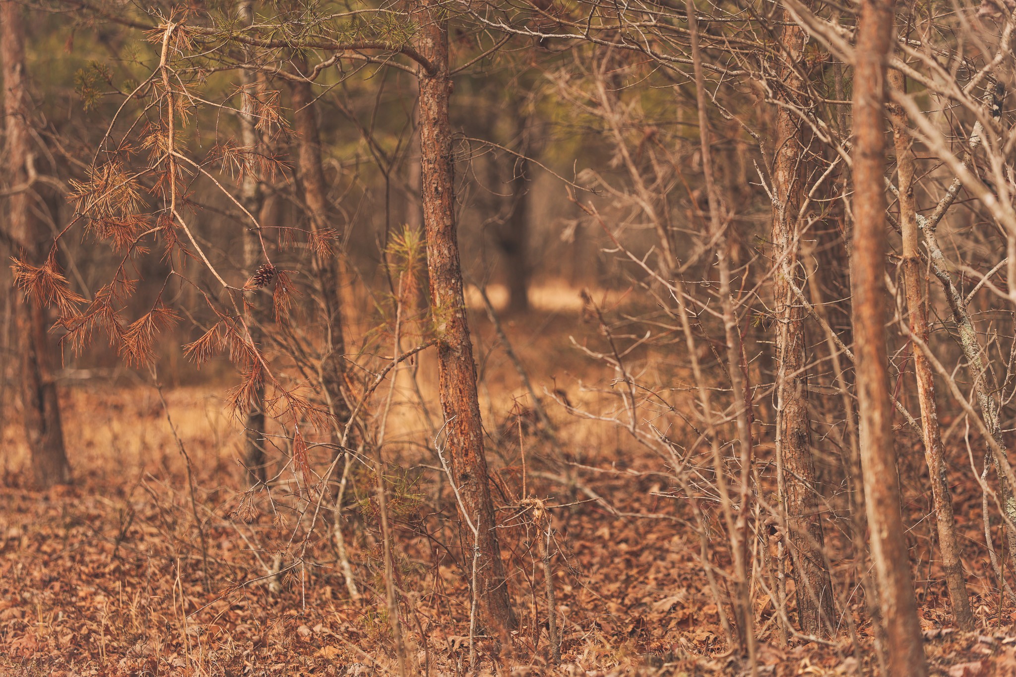 1555 Palmer Firetower Road Whitwell, TN 37397 - Photo 53 of 66