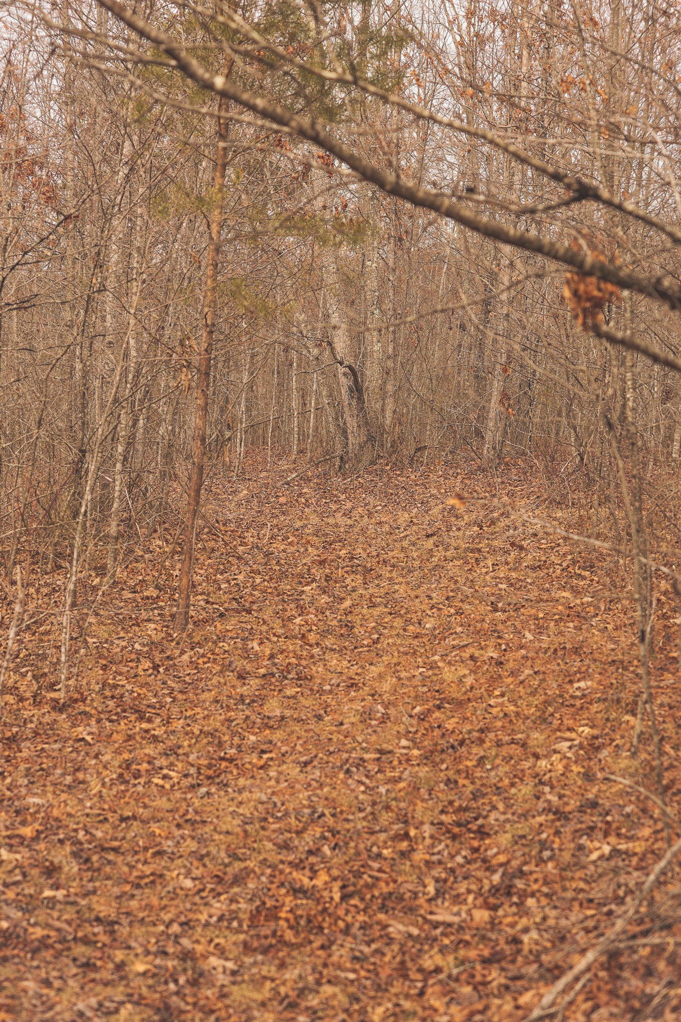 1555 Palmer Firetower Road Whitwell, TN 37397 - Photo 54 of 66