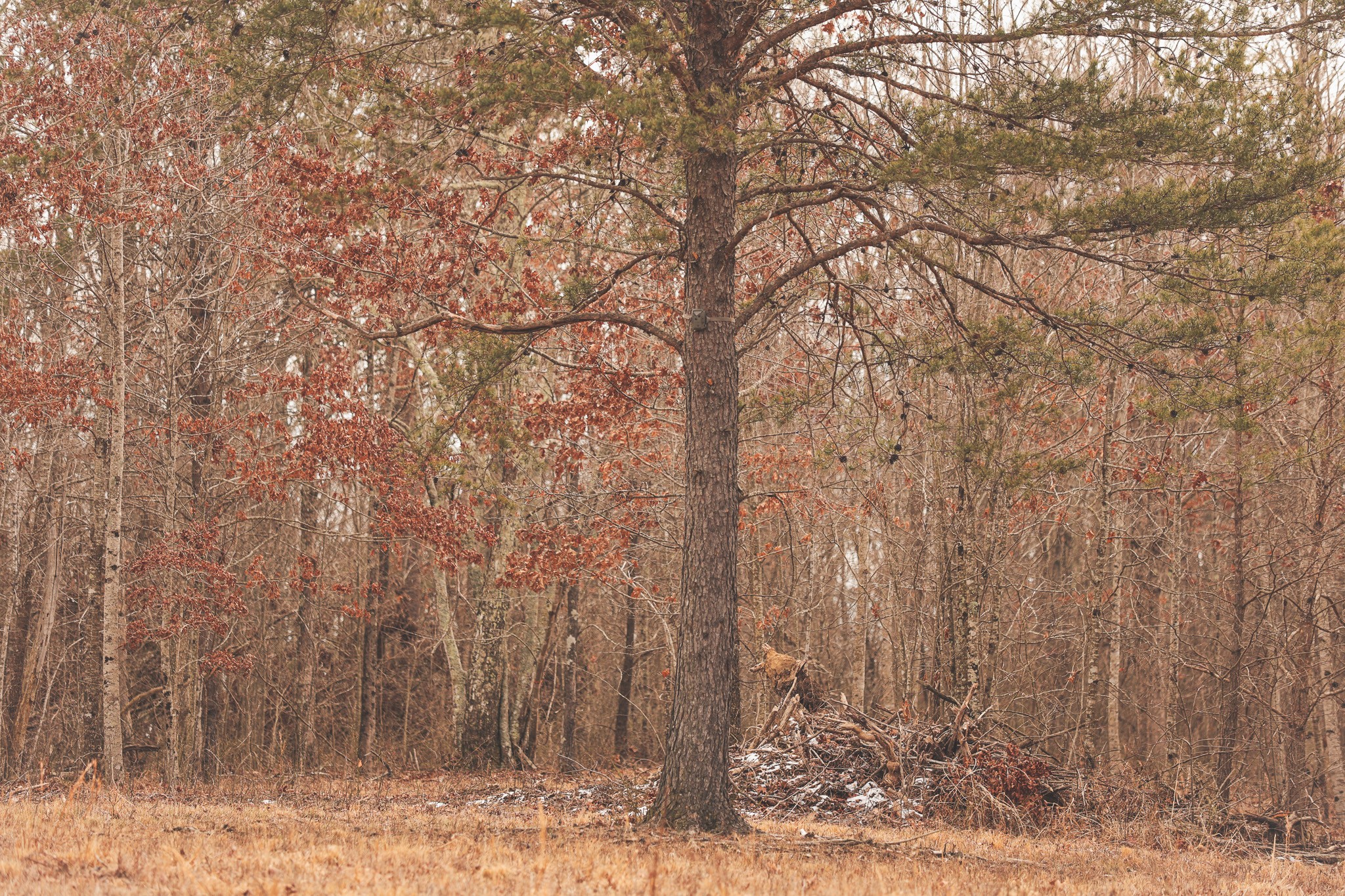 1555 Palmer Firetower Road Whitwell, TN 37397 - Photo 55 of 66