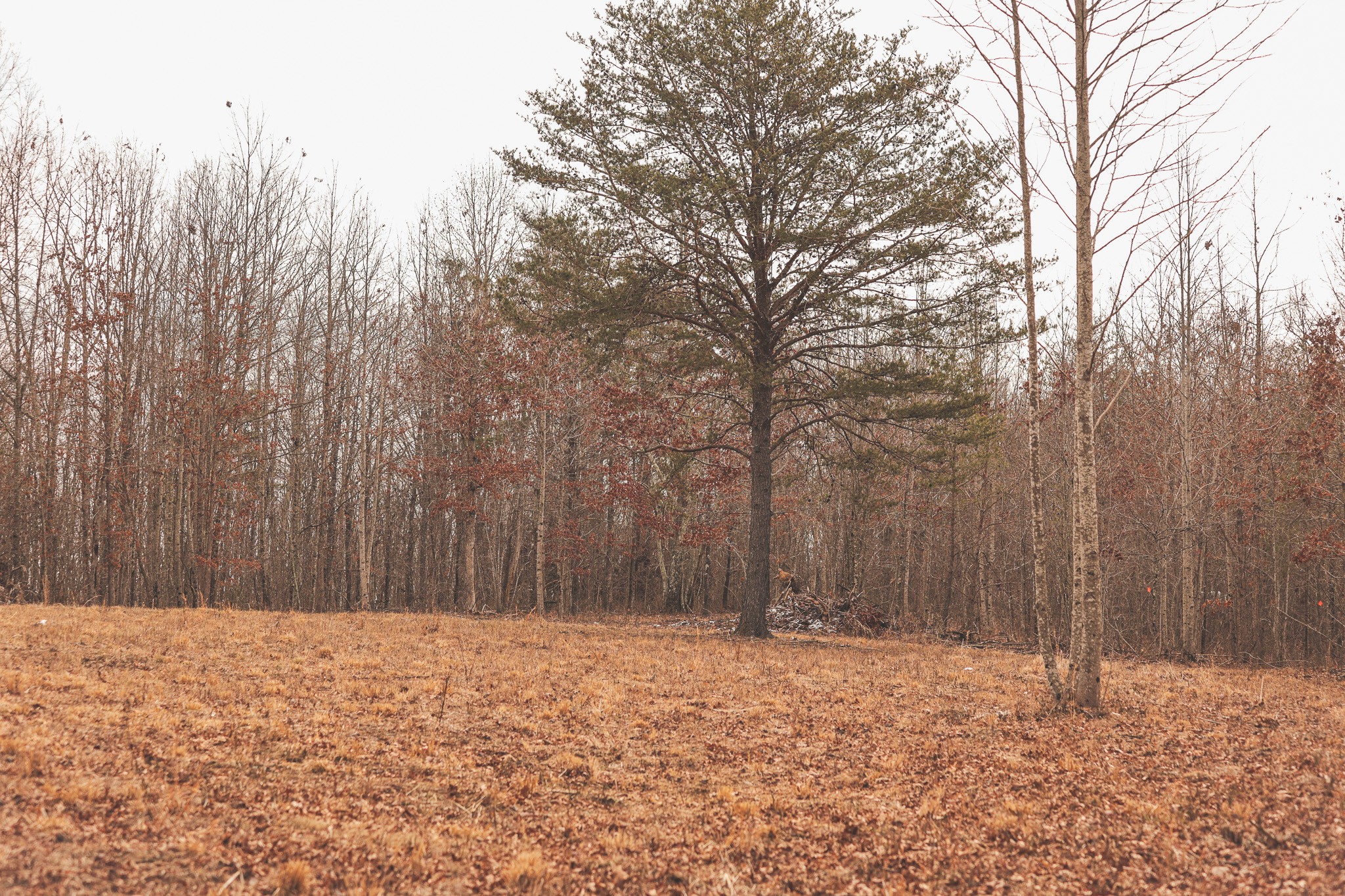 1555 Palmer Firetower Road Whitwell, TN 37397 - Photo 56 of 66