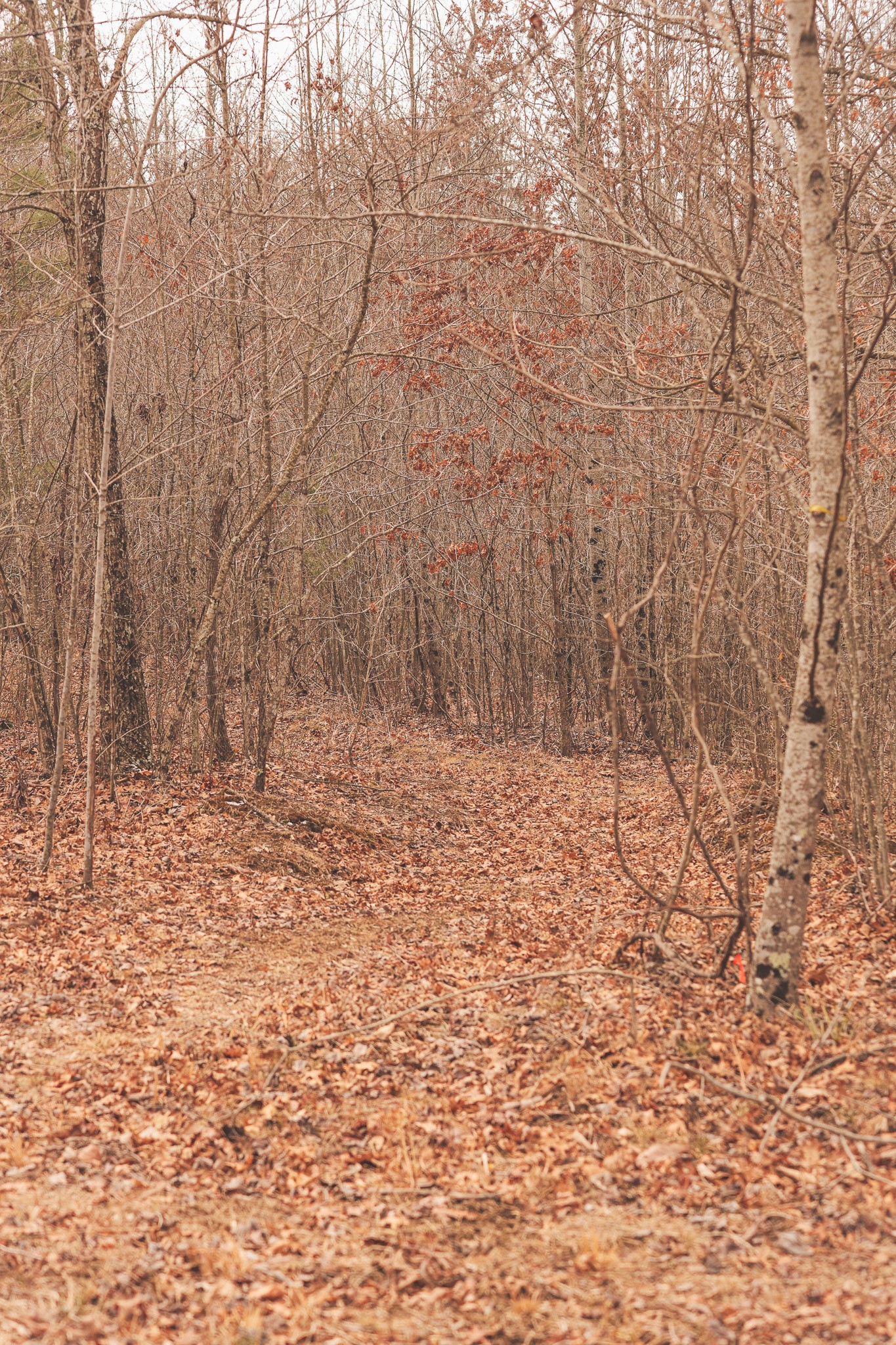 1555 Palmer Firetower Road Whitwell, TN 37397 - Photo 58 of 66