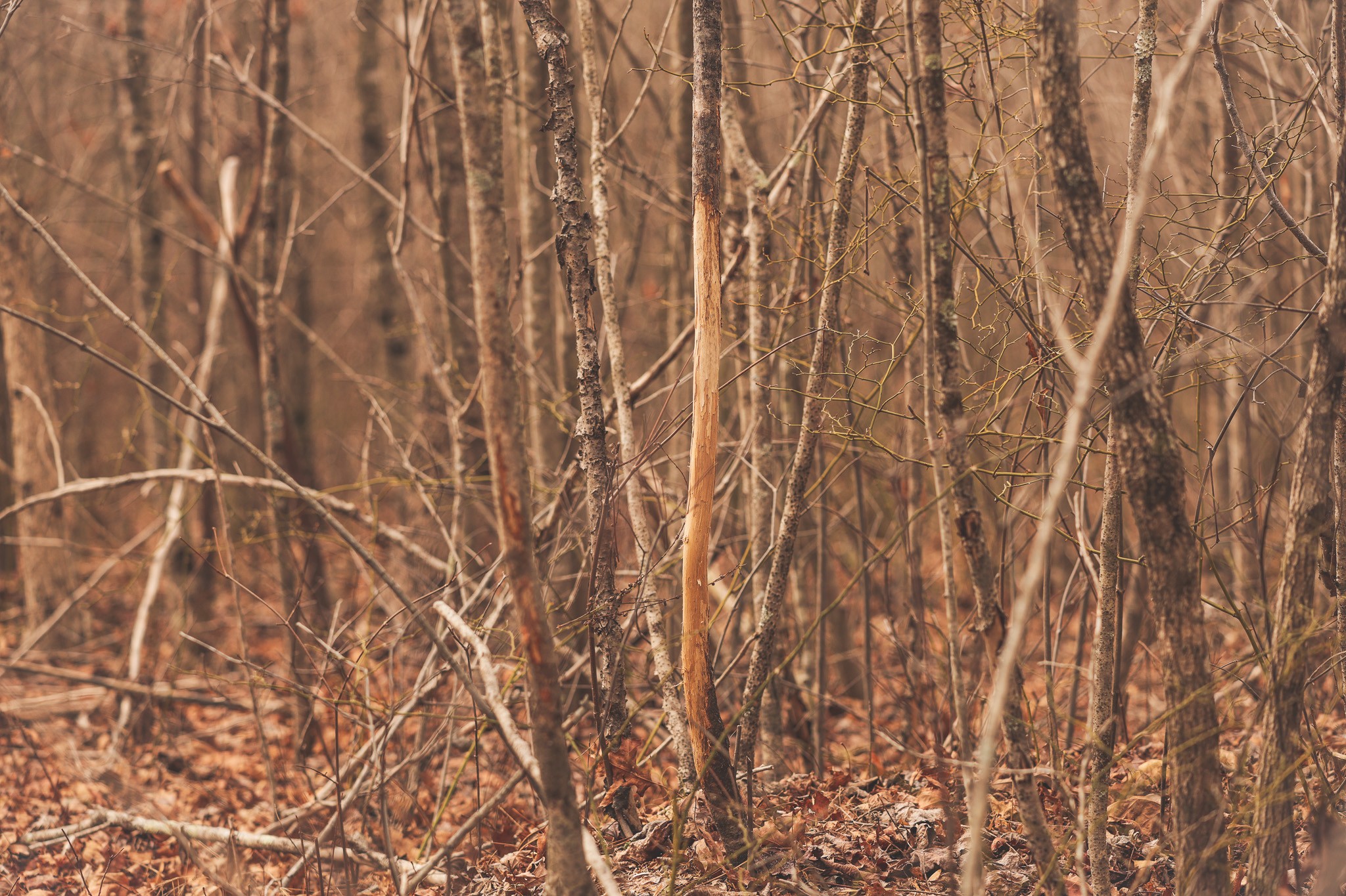 1555 Palmer Firetower Road Whitwell, TN 37397 - Photo 7 of 66