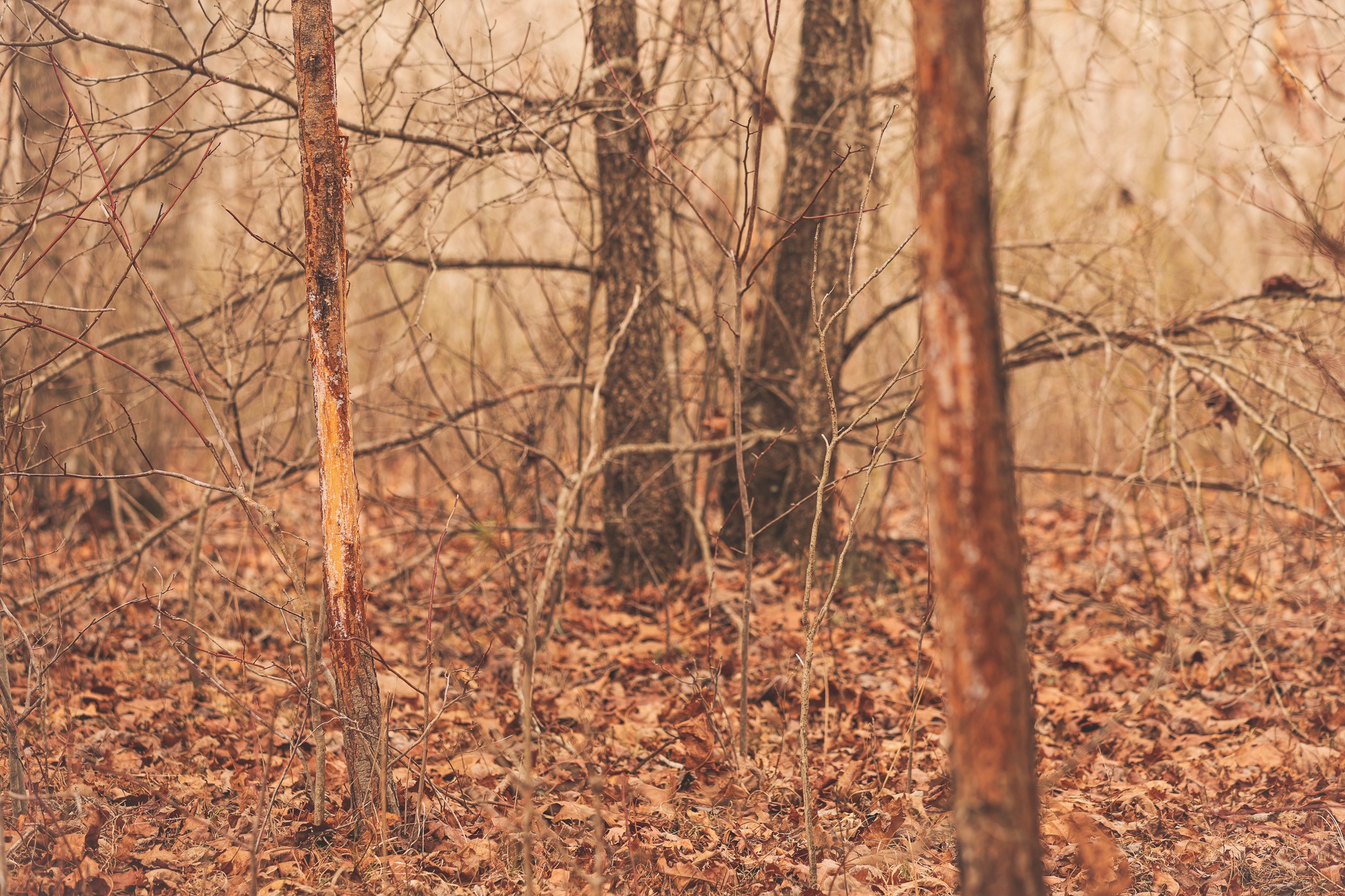 1555 Palmer Firetower Road Whitwell, TN 37397 - Photo 8 of 66