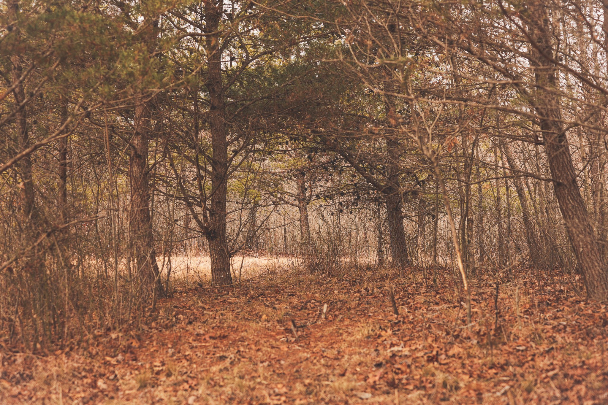 1555 Palmer Firetower Road Whitwell, TN 37397 - Photo 9 of 66