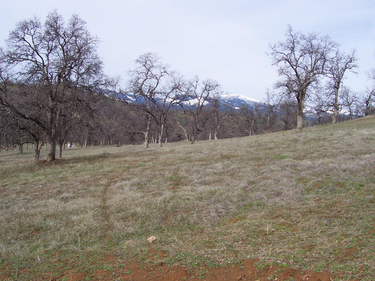 249 Fiddlers Road Igo, CA 96047 - Photo 14 of 19 a view of dirt field with trees in the background