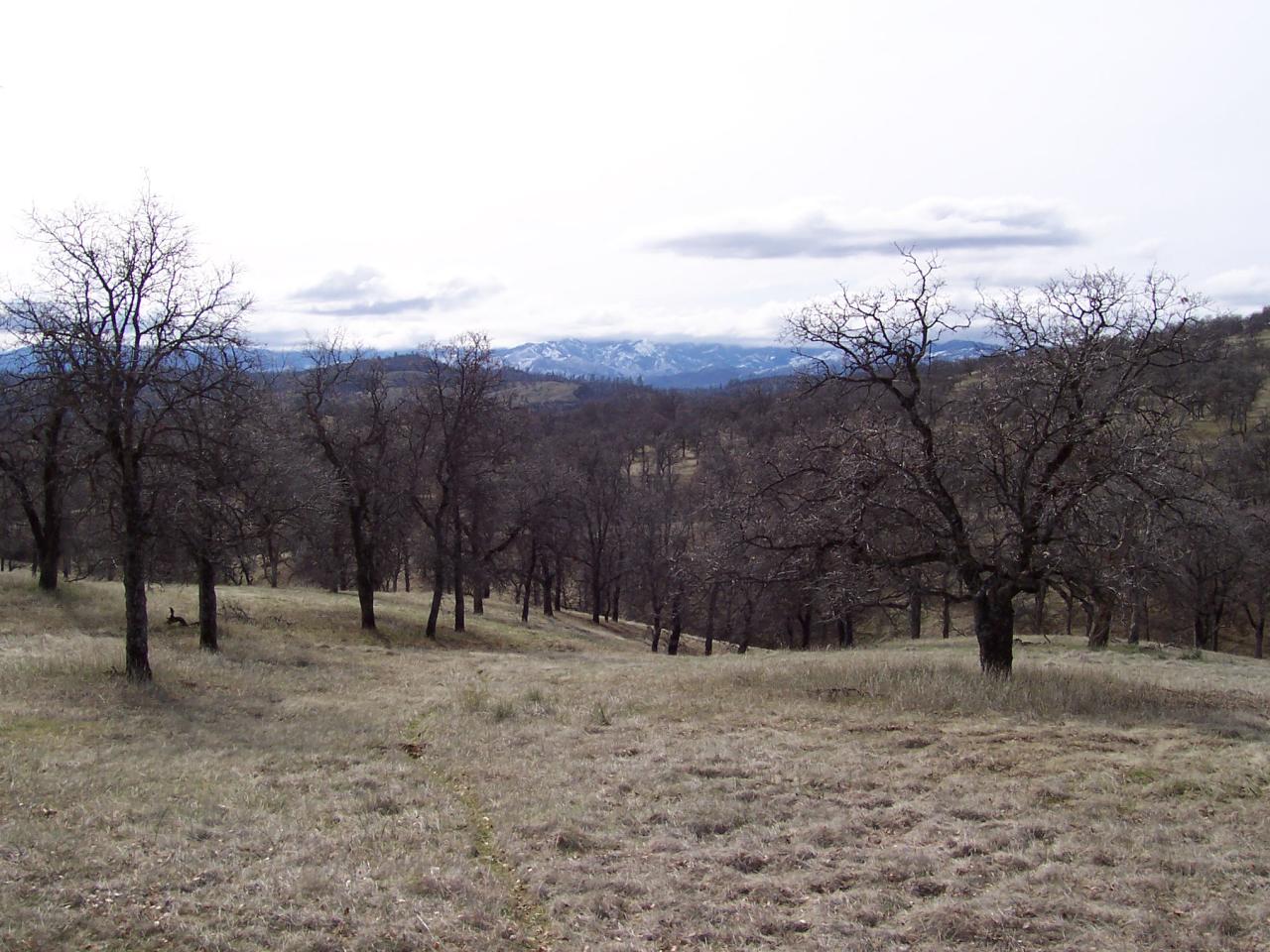 249 Fiddlers Road Igo, CA 96047 - Photo 17 of 19 a view of road with trees