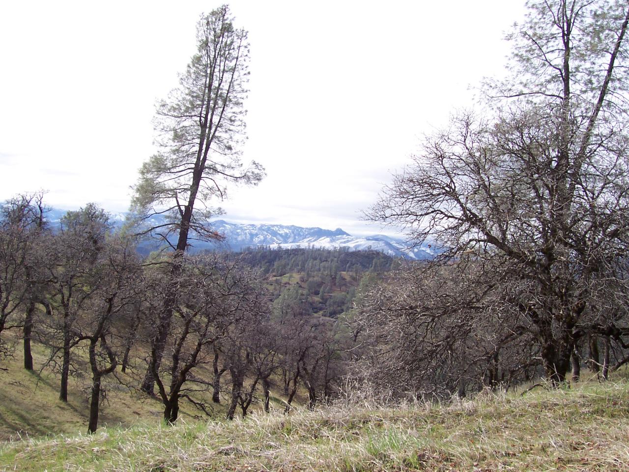 249 Fiddlers Road Igo, CA 96047 - Photo 18 of 19 a view of a forest with trees