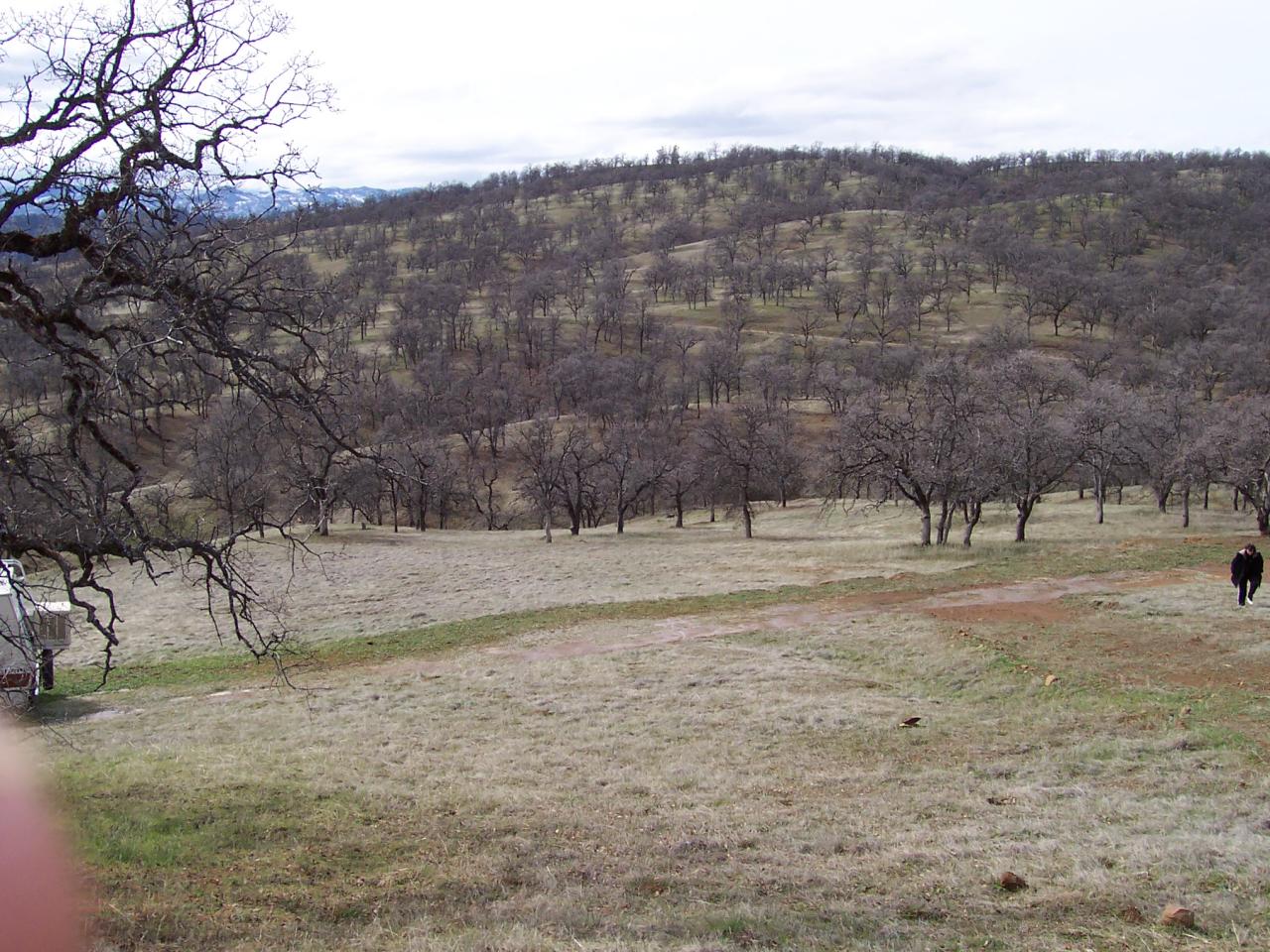 249 Fiddlers Road Igo, CA 96047 - Photo 6 of 19 a view of a yard