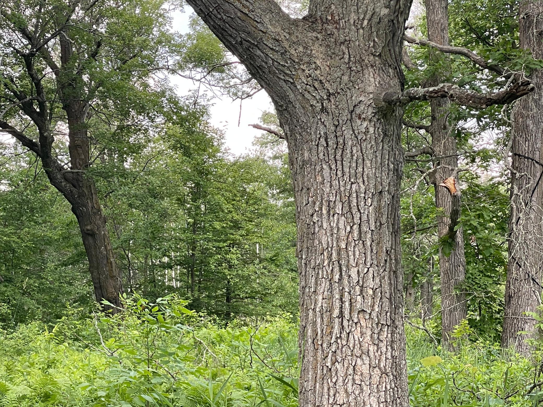 Tbd Greer Lake Road Crosby, MN 56441 - Photo 26 of 30