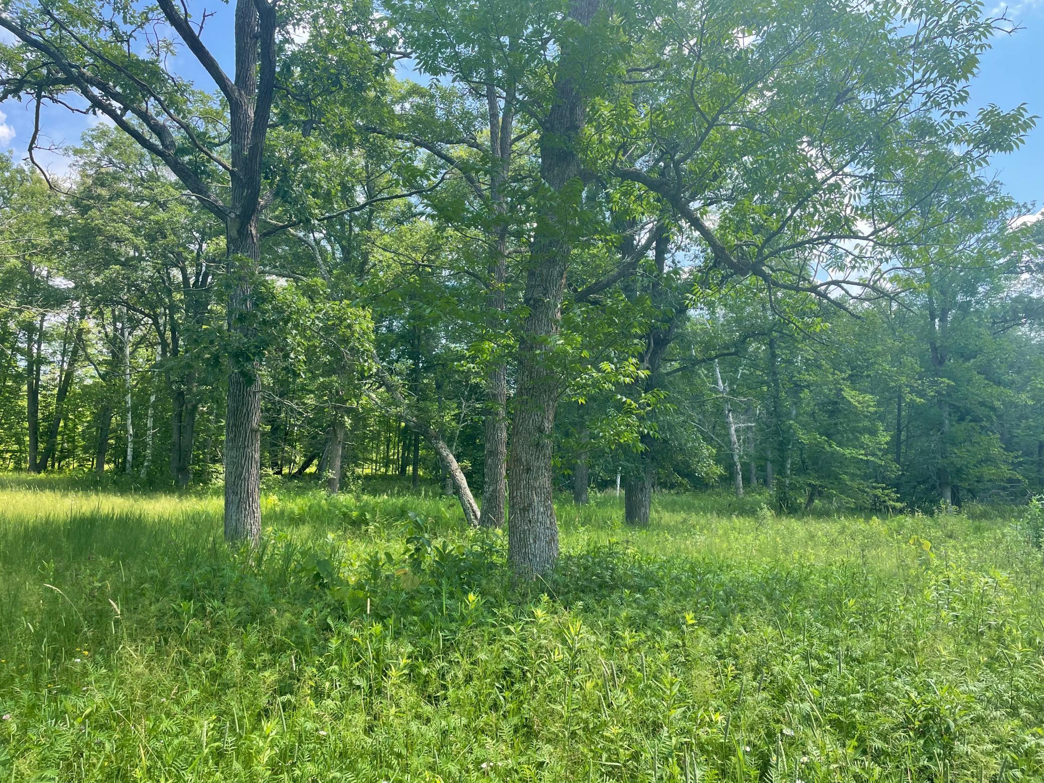 Tbd Greer Lake Road Crosby, MN 56441 - Photo 9 of 30