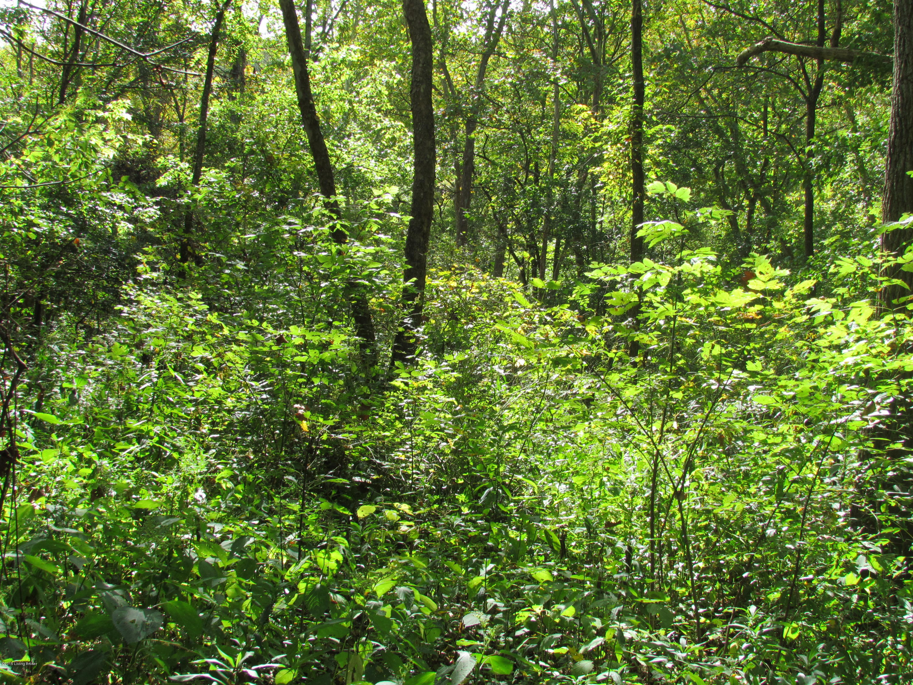 0 Lockport- Fallis Road Lockport, KY 40036 - Photo 20 of 28 WILDLIFE ABOUNDS!