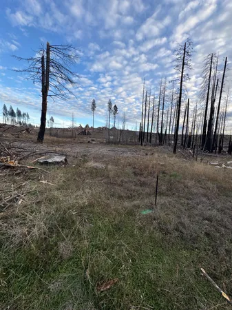 a view of a dry yard with wooden fence