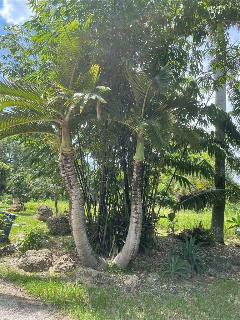 6501 Southwest 185th Way Southwest Ranches, FL 33332 - Photo 5 of 16 a view of a tree in a yard