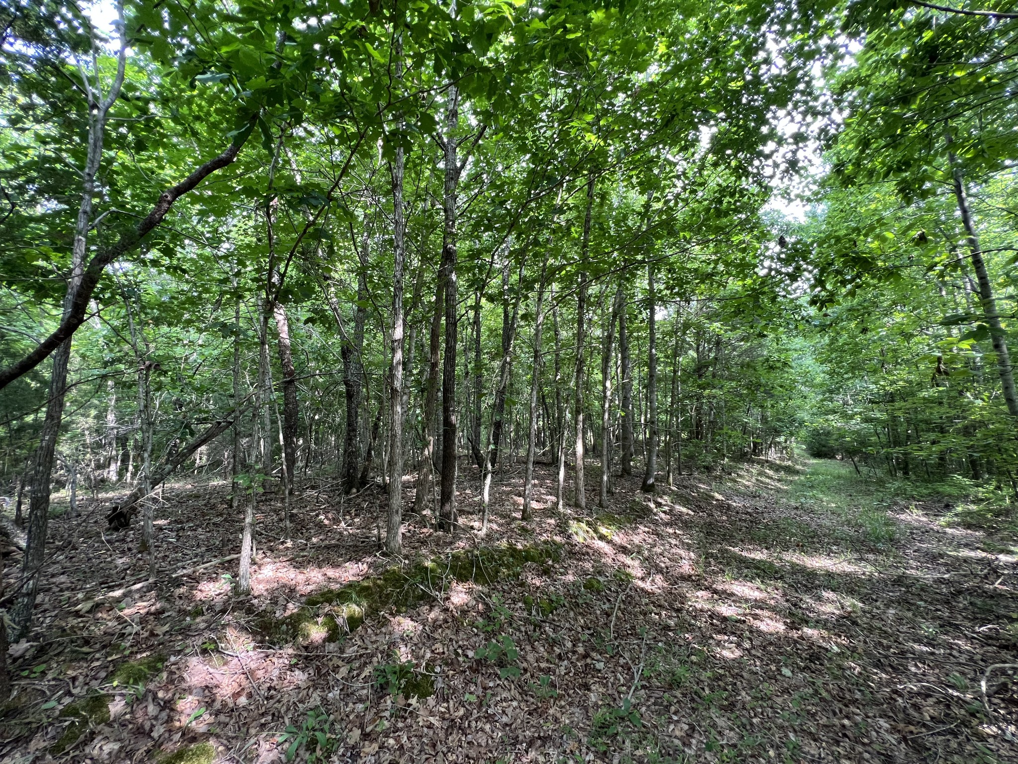 186 Farmers Exchange Road Centerville, TN 37033 - Photo 7 of 32 Gallery Image 7