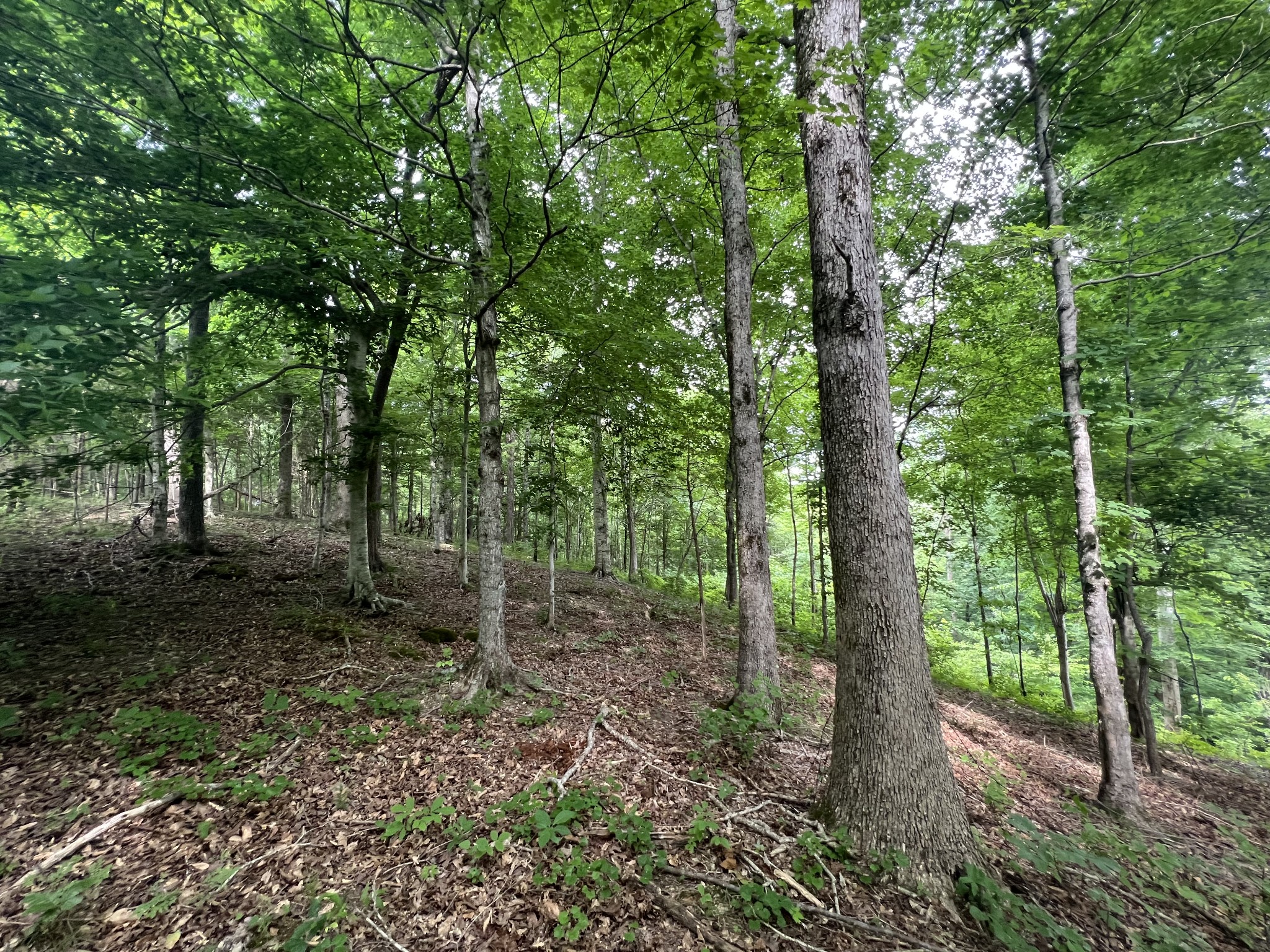 186 Farmers Exchange Road Centerville, TN 37033 - Photo 10 of 32 Gallery Image 10
