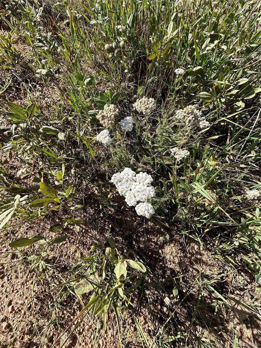 Shideler Street Cripple Creek, CO 80813 - Photo 4 of 5 a view of tree