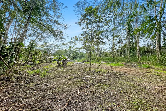 a big yard with lots of green space and tree