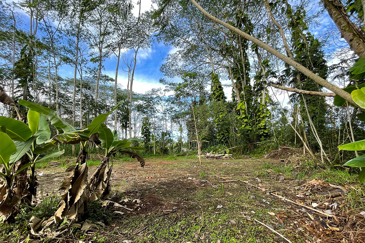 15-2761 South Lot 388 Honu Street Pahoa, HI 96778 - Photo 14 of 23 a big yard with lots of green space and tree