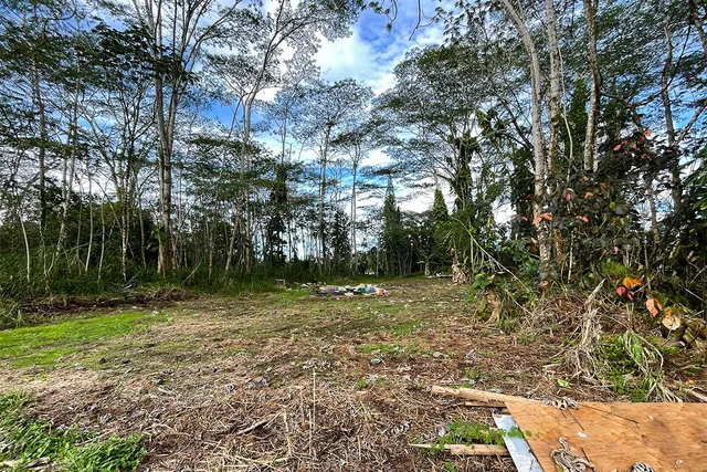 a view of road and trees