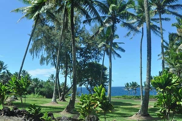 15-2761 South Lot 388 Honu Street Pahoa, HI 96778 - Photo 23 of 23 a view of a garden