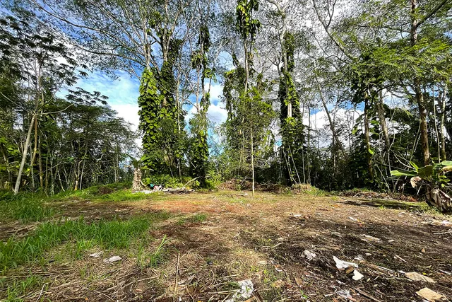 a view of outdoor space with trees all around
