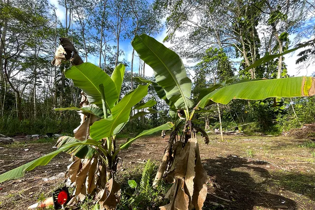 a backyard of a house with lots of green space