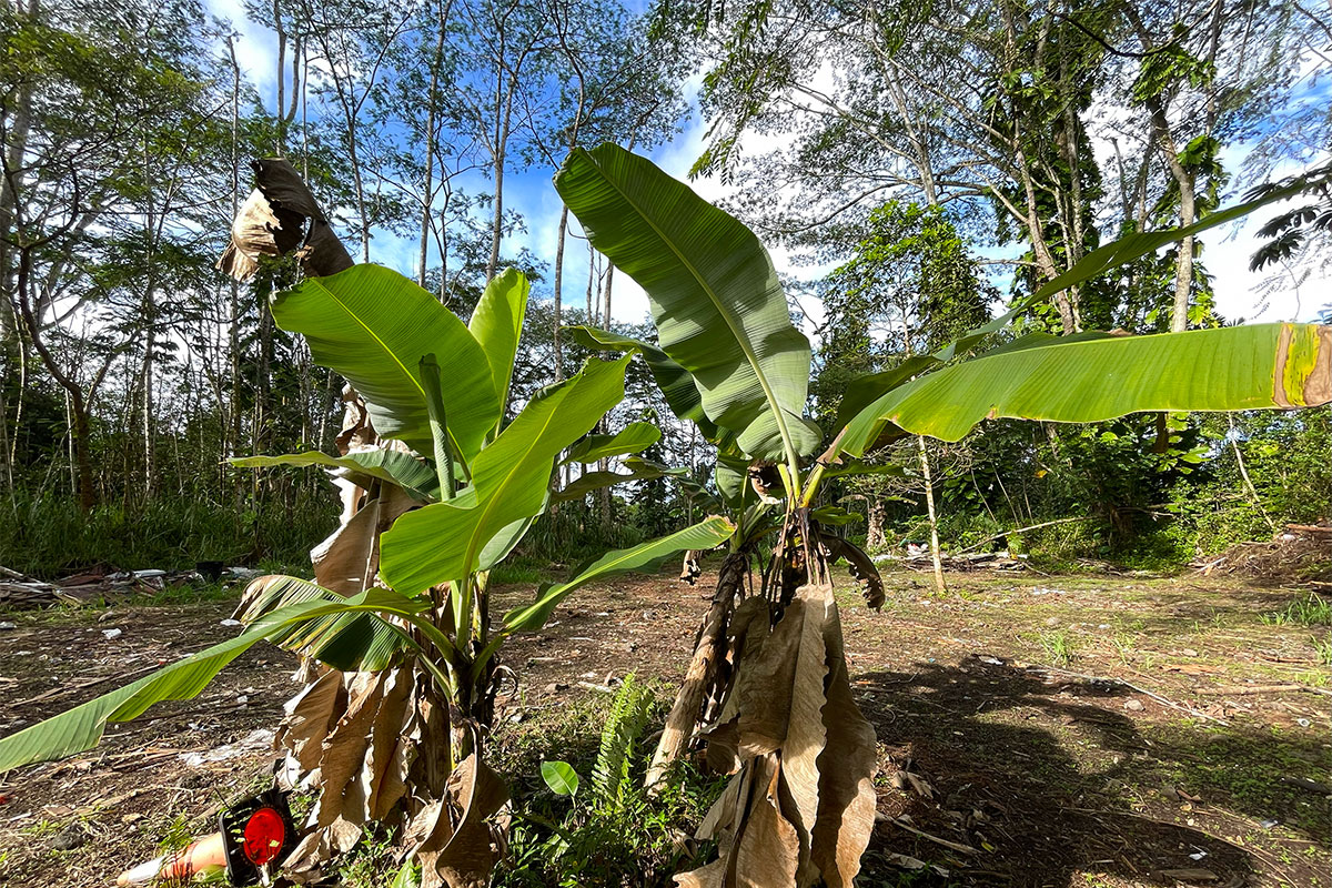 15-2761 South Lot 388 Honu Street Pahoa, HI 96778 - Photo 5 of 23
