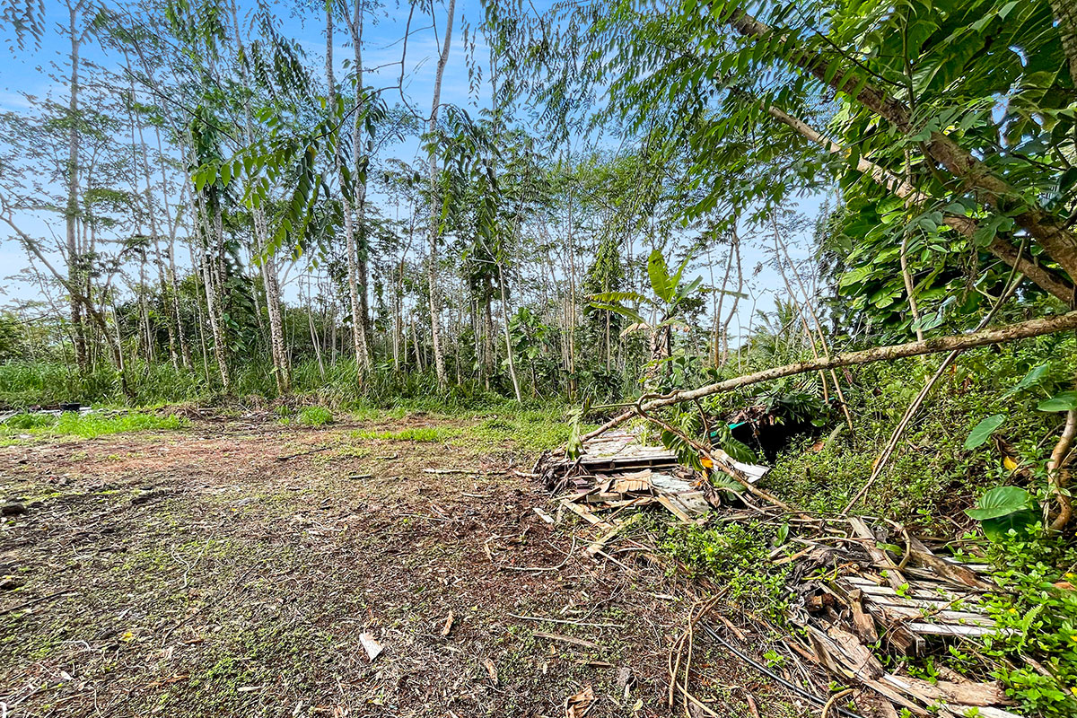 15-2761 South Lot 388 Honu Street Pahoa, HI 96778 - Photo 10 of 23 a view of a yard with a tree