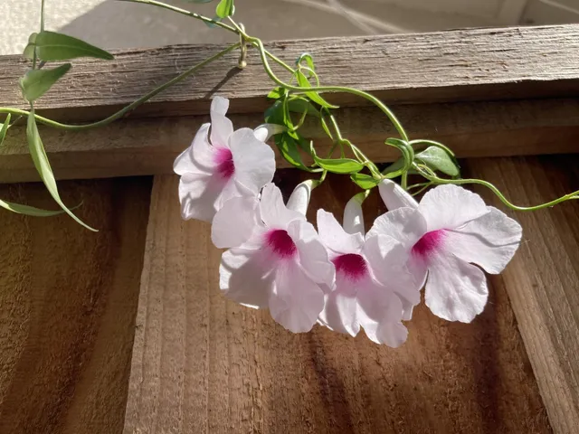 a view of swimming pool with a garden