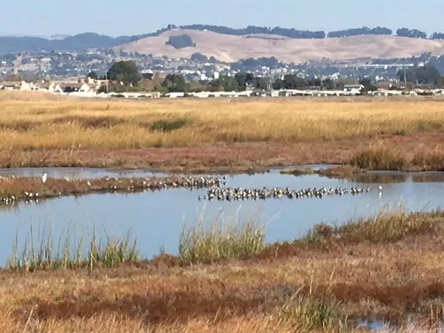a view of a lake with a mountain in the background