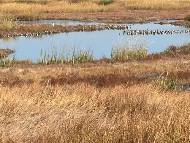 a view of a lake with houses in the back