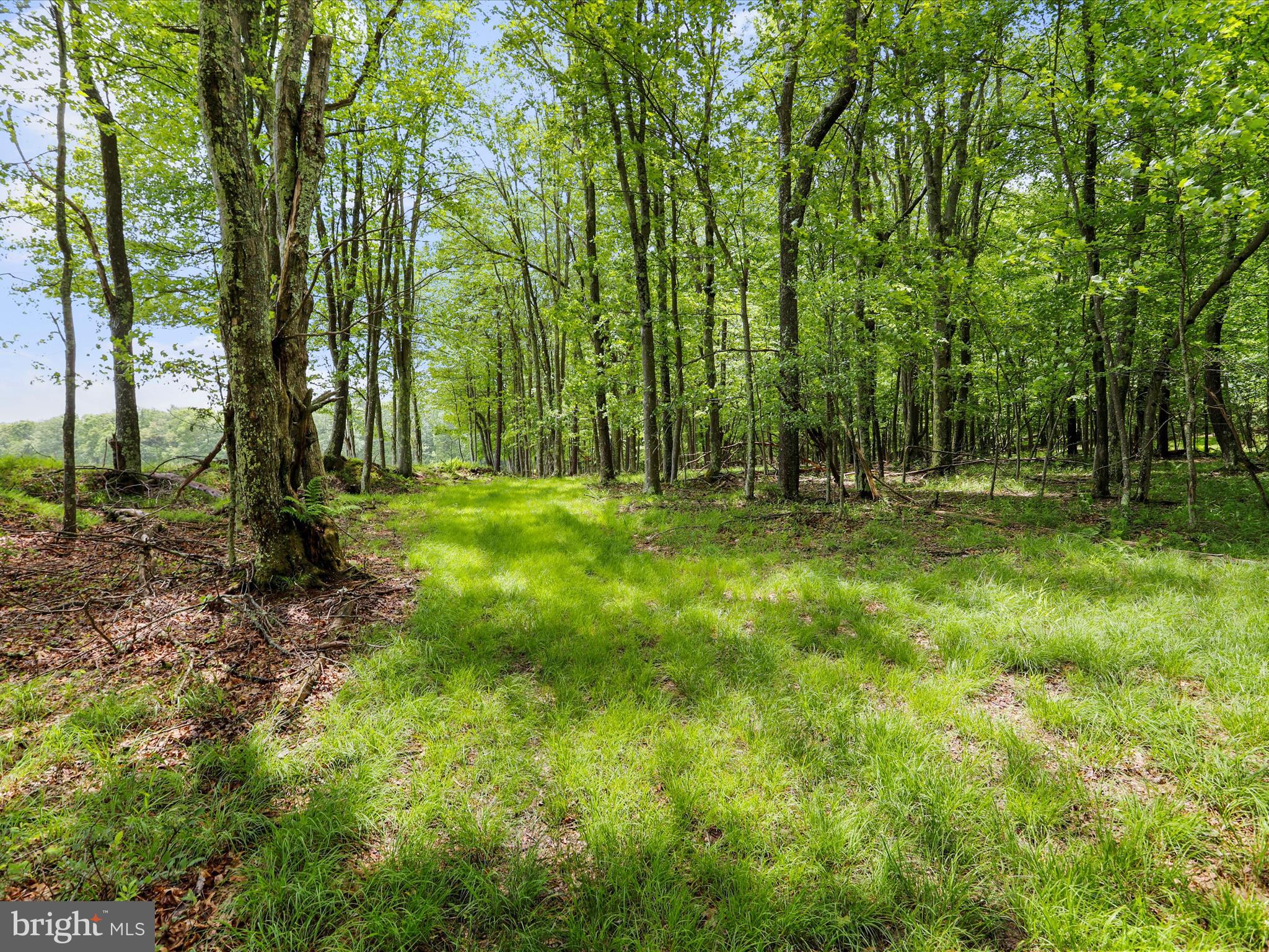 1240 Boy Scout Road Oakland, MD 21550 - Photo 109 of 148 Riding Trails