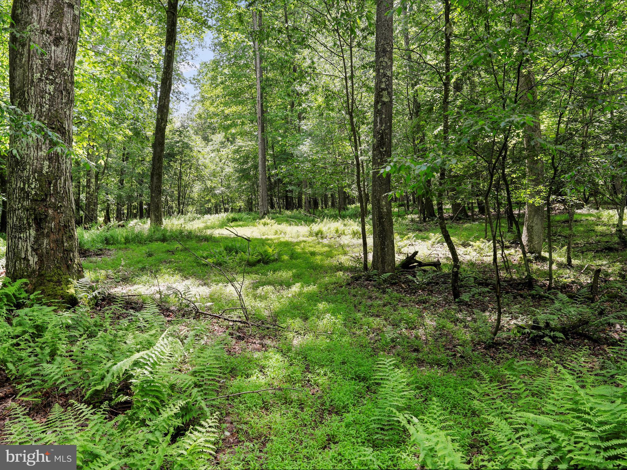 1240 Boy Scout Road Oakland, MD 21550 - Photo 114 of 148 Riding and Recreational Trails