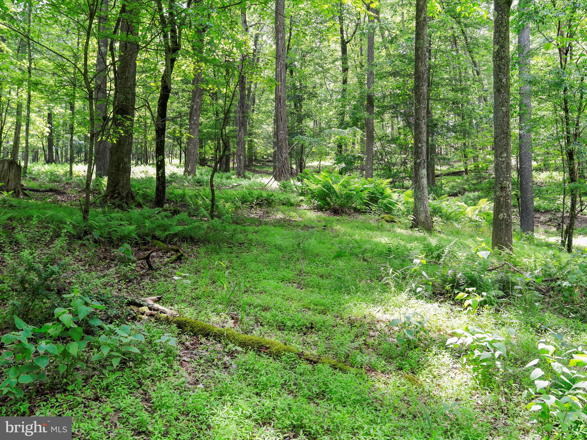 1240 Boy Scout Road Oakland, MD 21550 - Photo 119 of 148 a view of lush green forest
