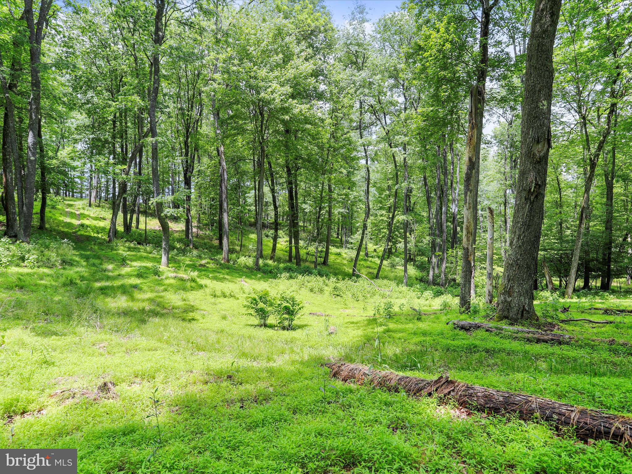 1240 Boy Scout Road Oakland, MD 21550 - Photo 127 of 148 Riding and Recreational Trails