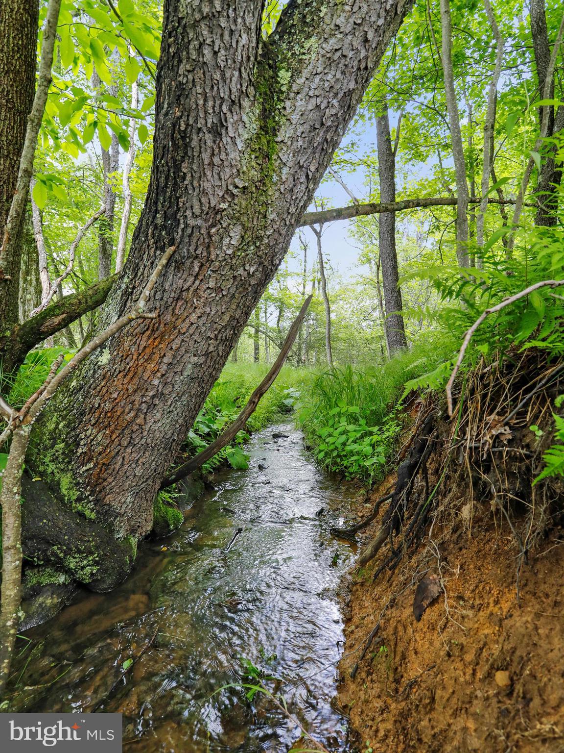 1240 Boy Scout Road Oakland, MD 21550 - Photo 132 of 148 Stream