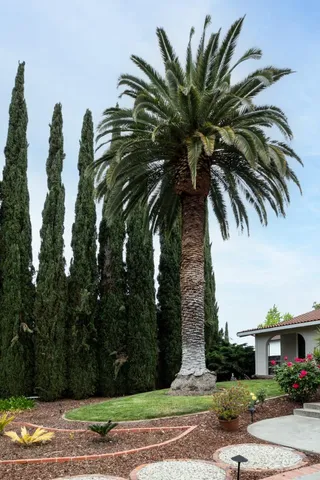 a view of a palm trees in front of a house