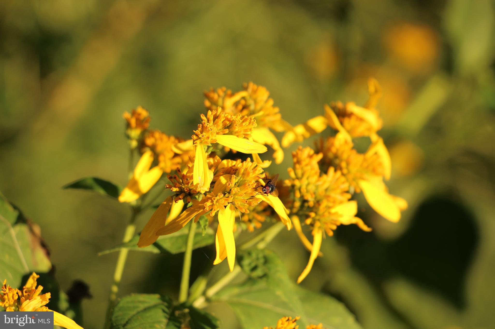 Headwaters Road Chester Gap, VA 22623 - Photo 4 of 13