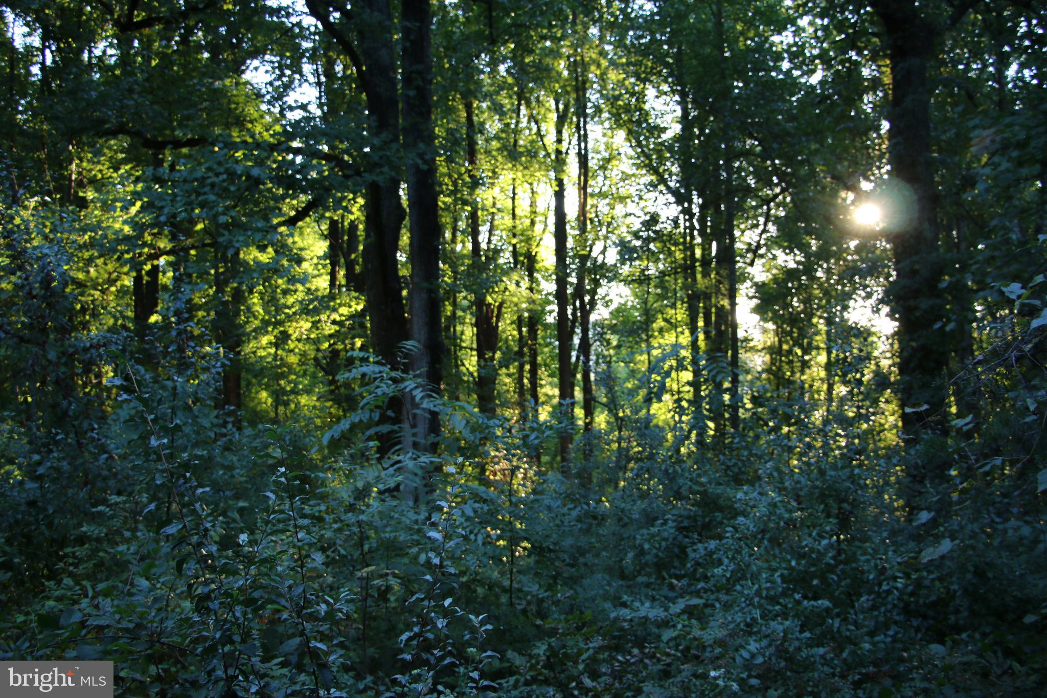 Headwaters Road Chester Gap, VA 22623 - Photo 6 of 13