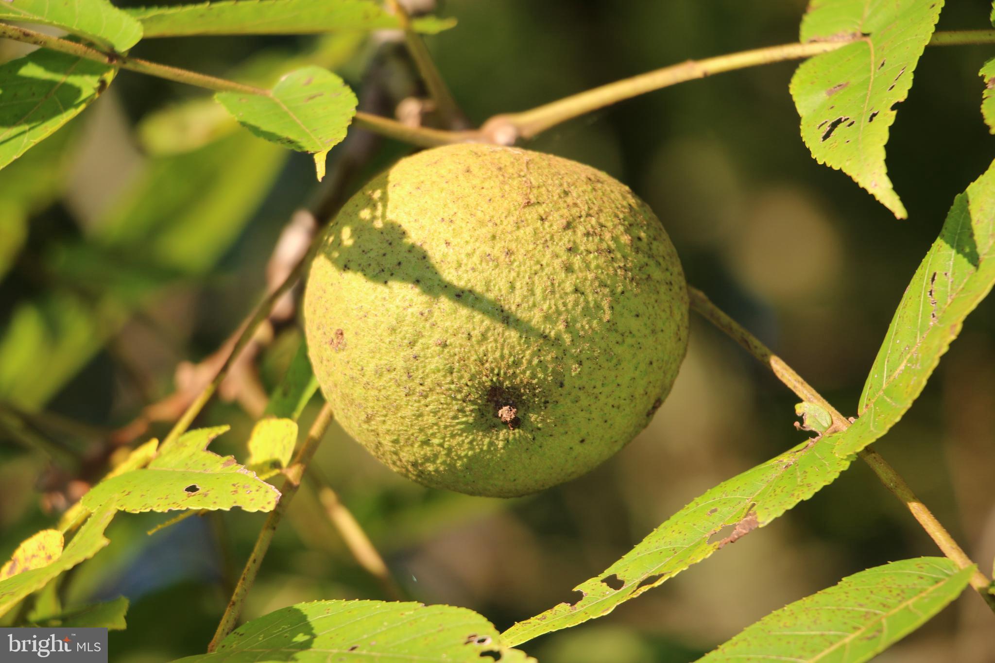 Headwaters Road Chester Gap, VA 22623 - Photo 7 of 13
