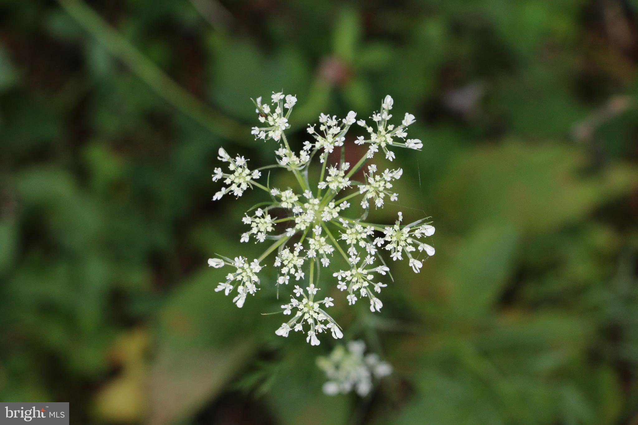 Headwaters Road Chester Gap, VA 22623 - Photo 9 of 13