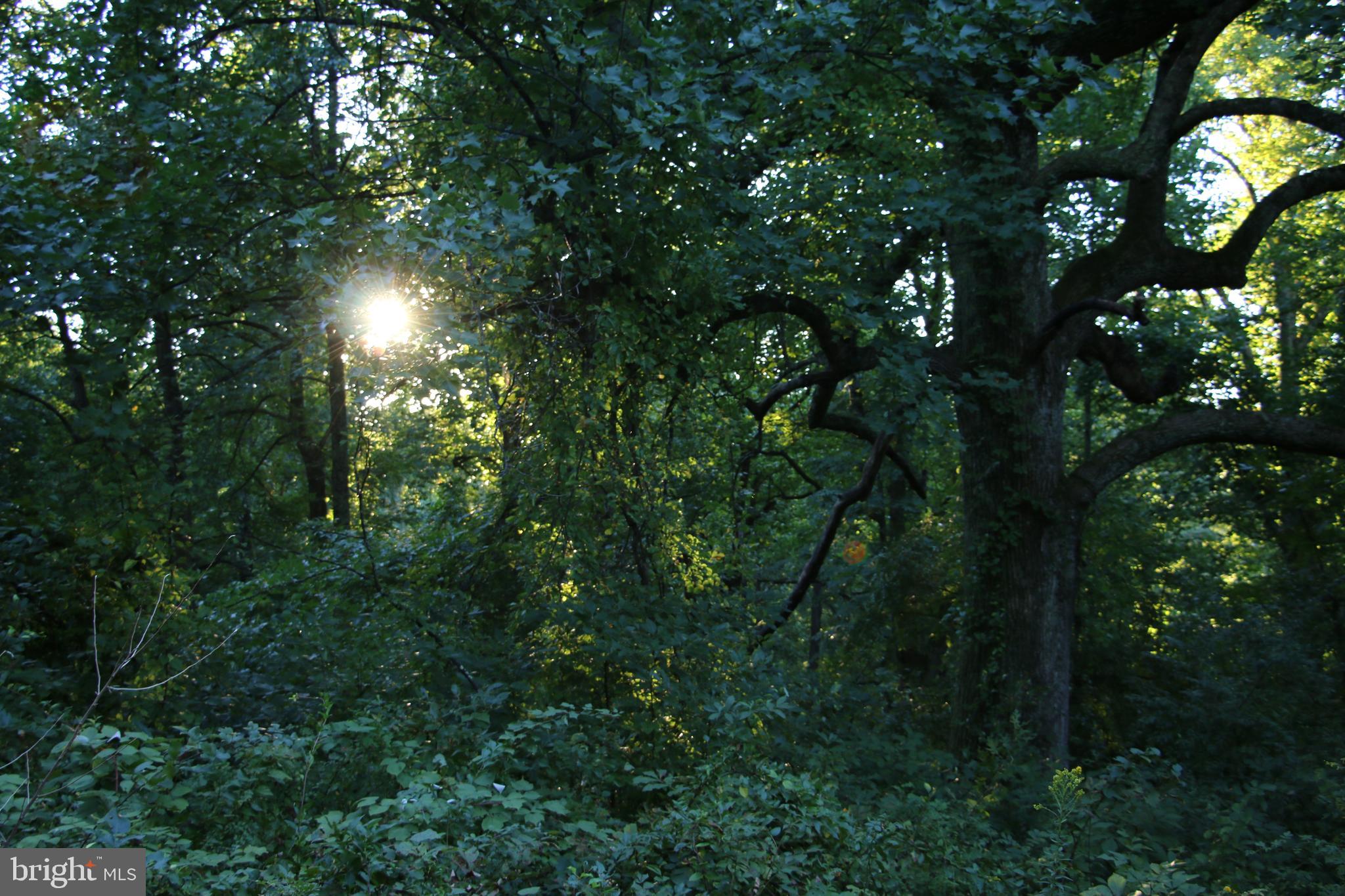 Headwaters Road Chester Gap, VA 22623 - Photo 10 of 13