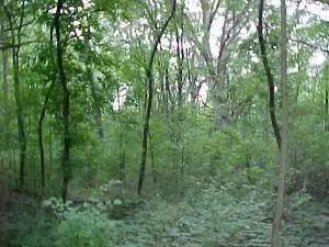 a view of a lush green forest