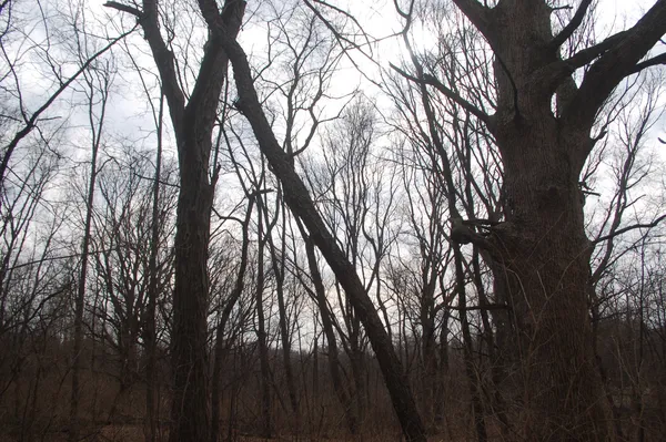 a backyard of a house with lots of trees