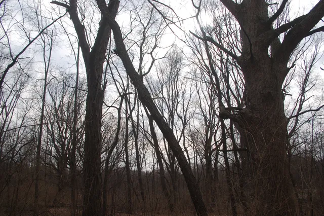 a backyard of a house with lots of trees