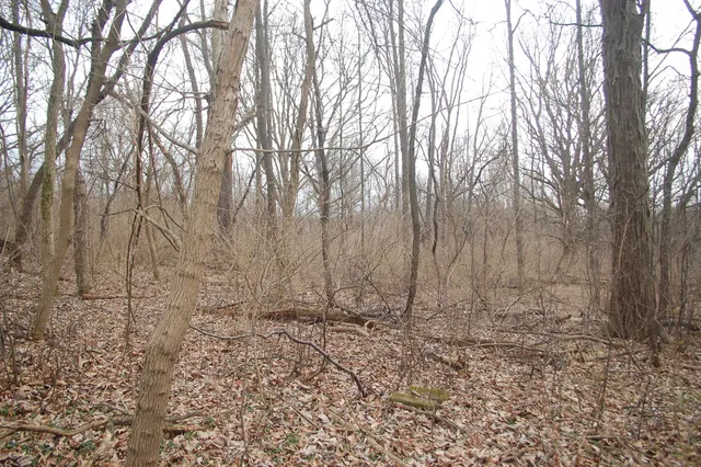 a backyard of a house with lots of trees